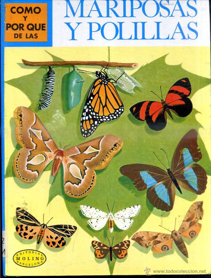 Libros de segunda mano: MOLINO : C&Oacute;MO Y POR QU&Eacute; DE LAS MARIPOSAS Y POLILLAS - Foto 1