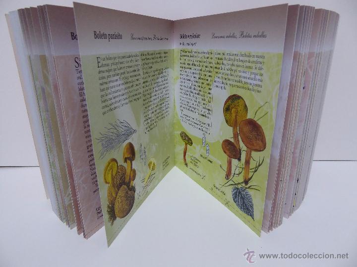 Libros de segunda mano: SETAS Y HONGOS DE EUROPA - Foto 4