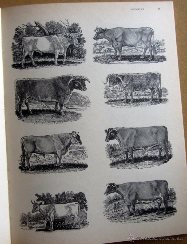 Libros de segunda mano: Animales - Foto 9