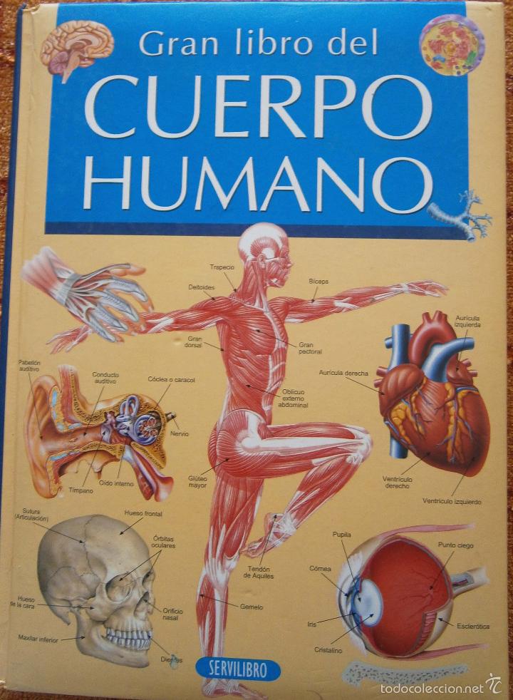 Libros de segunda mano: Gran Libro Del Cuerpo Humano - Foto 1