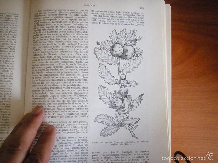Libros de segunda mano: LIBRO PLANTAS MEDICINALES EL DI&Oacute;SCORIDES RENOVADO P FONT QUER 1981 - Foto 4