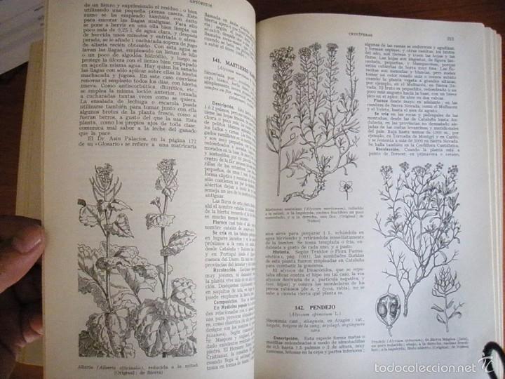 Libros de segunda mano: LIBRO PLANTAS MEDICINALES EL DI&Oacute;SCORIDES RENOVADO P FONT QUER 1981 - Foto 5