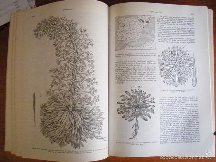 Libros de segunda mano: LIBRO PLANTAS MEDICINALES EL DI&Oacute;SCORIDES RENOVADO P FONT QUER 1981 - Foto 6