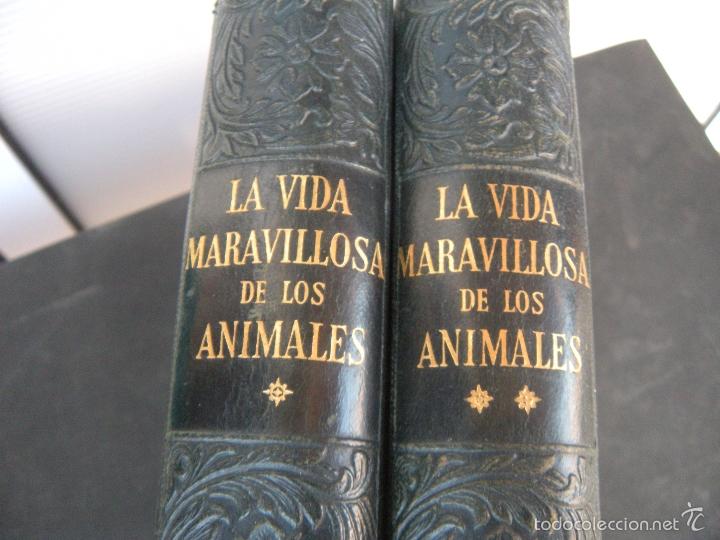Libros de segunda mano: LA VIDA MARAVILLOSA DE LOS ANIMALES. 2 TOMOS. - Foto 1