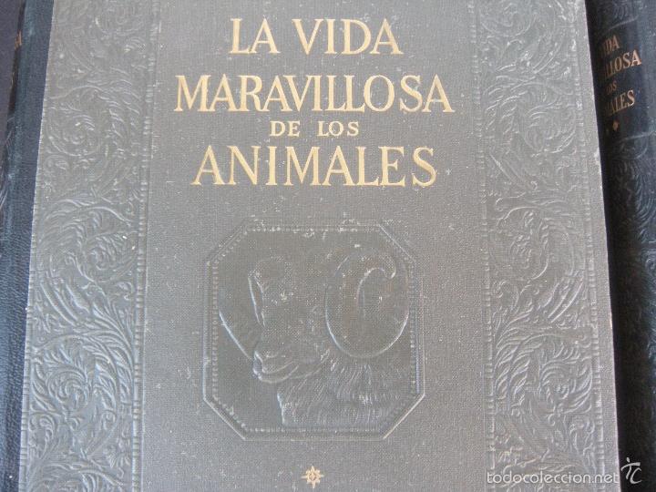 Libros de segunda mano: LA VIDA MARAVILLOSA DE LOS ANIMALES. 2 TOMOS. - Foto 2