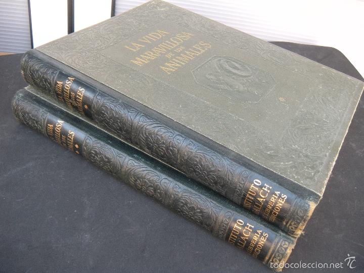 Libros de segunda mano: LA VIDA MARAVILLOSA DE LOS ANIMALES. 2 TOMOS. - Foto 7