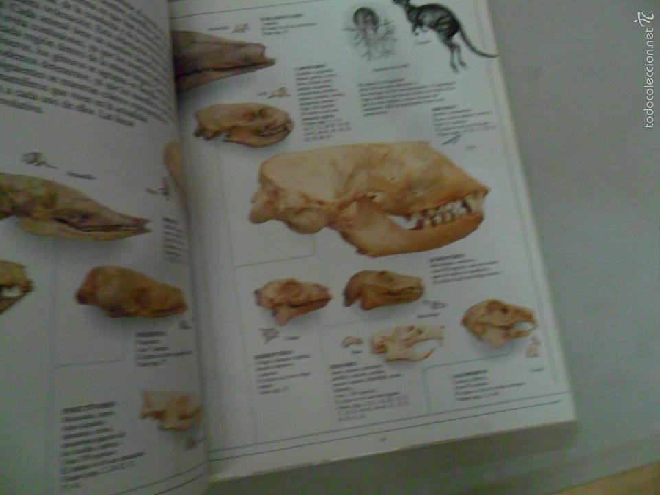 Libros de segunda mano: LOS MAM&Iacute;FEROS. STEVE PARKER. ENCICLOPEDIA VISUAL ALTEA - Foto 2