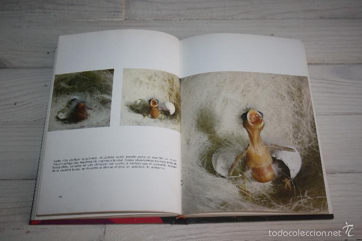 Libros de segunda mano: La cr&iacute;a del canario- m. del pino luengo - 1977 - Foto 3