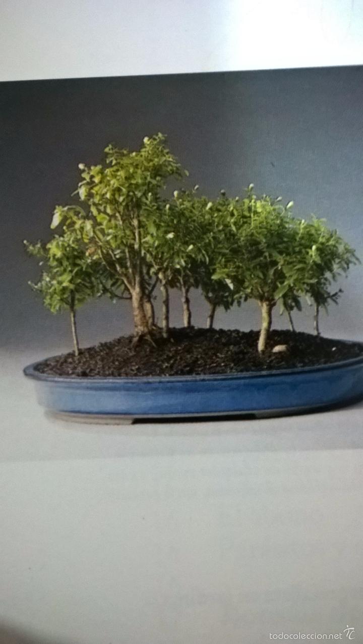 Libros de segunda mano: Werner M. Busch. Bonsai. C&oacute;mo seleccionar y cuidar bonsais. - Foto 4
