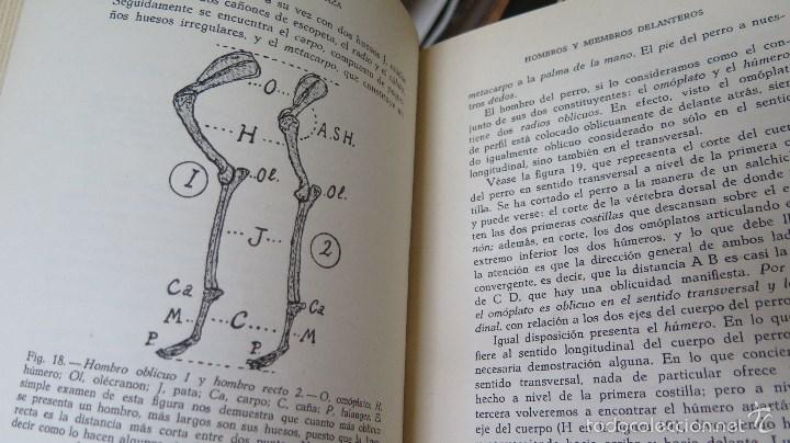 Libros de segunda mano: EL PERRO DE RAZA. BOMMIER - Foto 5