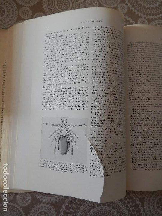 Libros de segunda mano: LA VIDA DE LOS ANIMALES - LEON BERTIN - EDITORIAL LABOR - TOMOS 1 Y 2 - Foto 5