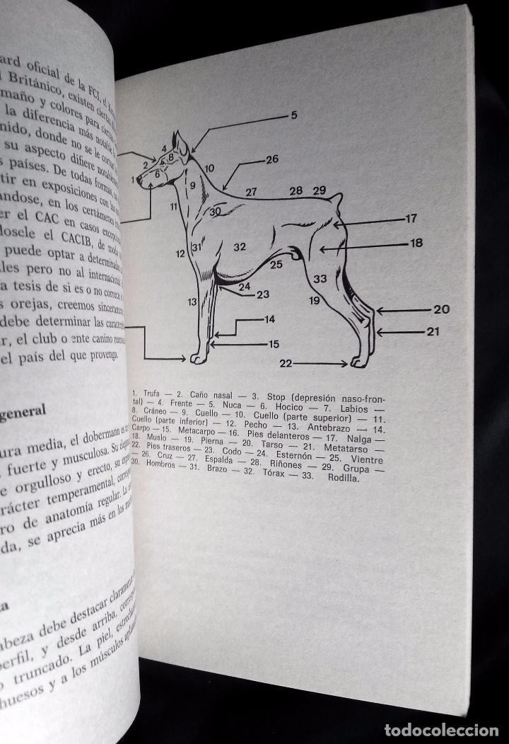 Libros de segunda mano: EL DOBERMANN - SALVADOR G&Oacute;MEZ-TOLDRA - DE VECCHI 1976 - Foto 5
