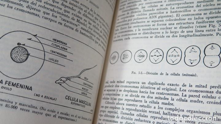 Libros de segunda mano: INTRODUCCION A LA ANTROPOLOGIA. VV.AA - Foto 4
