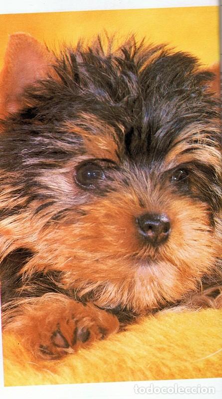Libros de segunda mano: EL YORKSHIRE TERRIER  K. DONNELLY - Foto 2