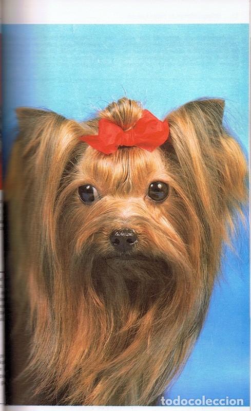 Libros de segunda mano: EL YORKSHIRE TERRIER  K. DONNELLY - Foto 3