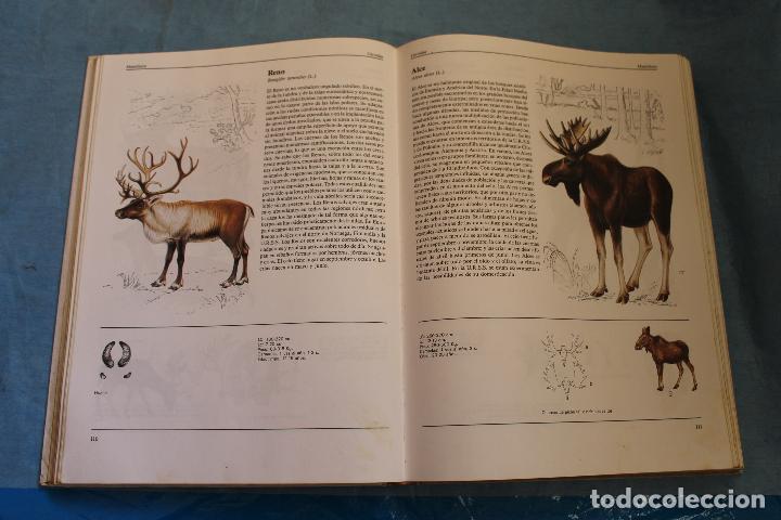 Libros de segunda mano: EL GRAN LIBRO DE LOS ANIMALES , SUSAETA 1992 - Foto 3