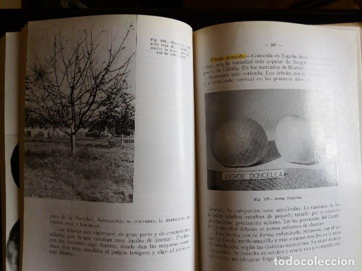 Libros de segunda mano: EL MANZANO, DE SERGIO ALVAREZ REQUEJO - Foto 4