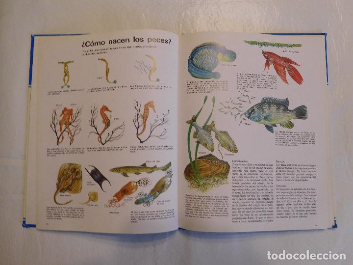 Libros de segunda mano: LIBRO ILUSTRADO LA VIDA DE LOS PECES ESPASA CALPE 1981 - Foto 2