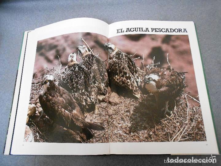Libros de segunda mano: LAS RAPACES IBERICAS - FERNANDO HIRALDO - Foto 4