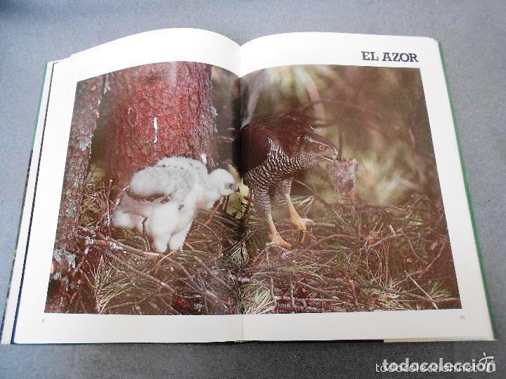 Libros de segunda mano: LAS RAPACES IBERICAS - FERNANDO HIRALDO - Foto 5