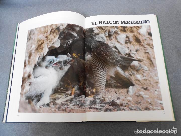 Libros de segunda mano: LAS RAPACES IBERICAS - FERNANDO HIRALDO - Foto 6