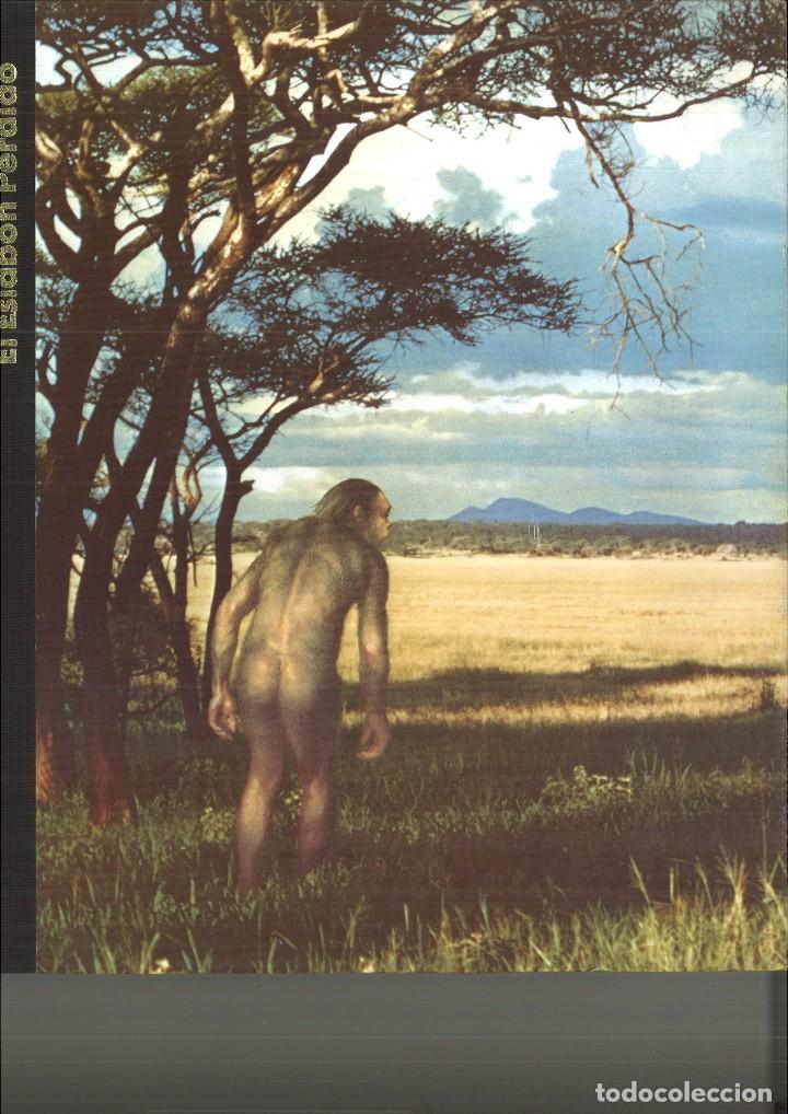 Libros de segunda mano: EL ESLAB&Oacute;N PERDIDO. Maitland A. Edey - Foto 1