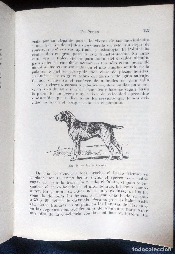 Libros de segunda mano: EL PERRO &ndash; RAZAS, CRIA, ADIESTRAMIENTO | ARISTIDES NONELL | SINTESIS 1976 - Foto 3