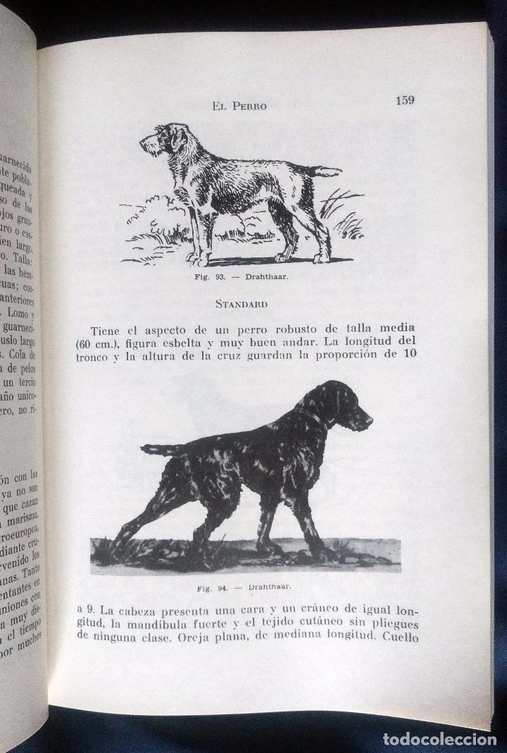 Libros de segunda mano: EL PERRO &ndash; RAZAS, CRIA, ADIESTRAMIENTO | ARISTIDES NONELL | SINTESIS 1976 - Foto 4