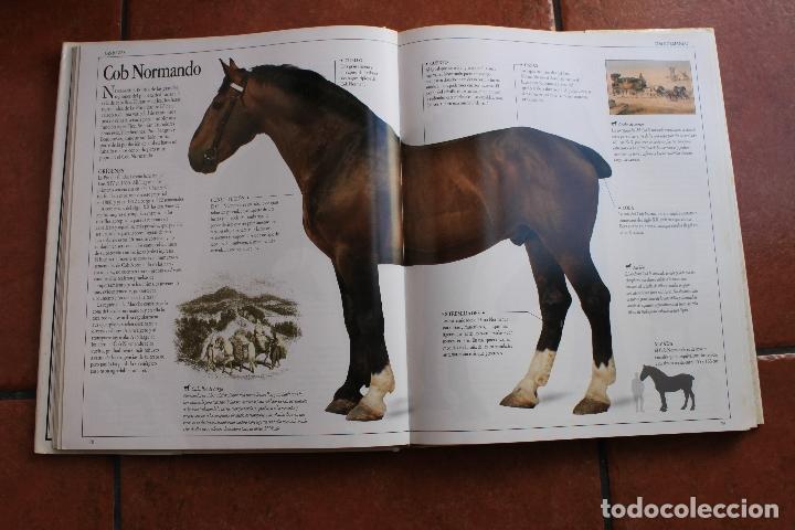 Libros de segunda mano: EL GRAN LIBRO DEL CABALLO: ELWYN HARTLEY EDWARS - Foto 2