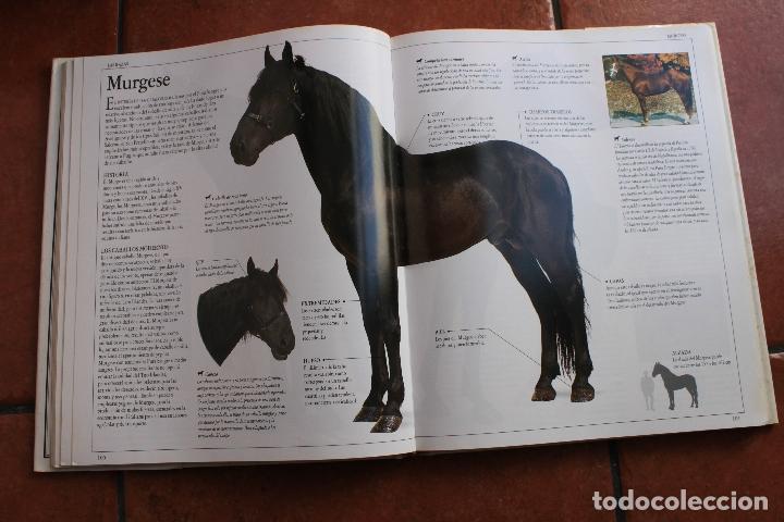 Libros de segunda mano: EL GRAN LIBRO DEL CABALLO: ELWYN HARTLEY EDWARS - Foto 3