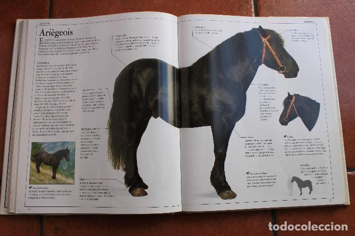 Libros de segunda mano: EL GRAN LIBRO DEL CABALLO: ELWYN HARTLEY EDWARS - Foto 4