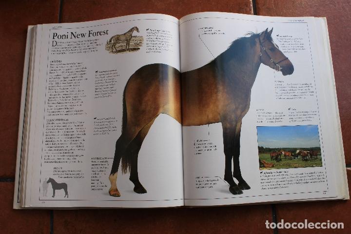Libros de segunda mano: EL GRAN LIBRO DEL CABALLO: ELWYN HARTLEY EDWARS - Foto 5