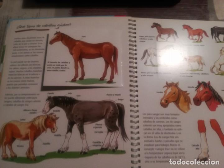Libros de segunda mano: Caballos y ponis. Curiosidades - Libro con ventanas - Maria Lindele - Foto 8
