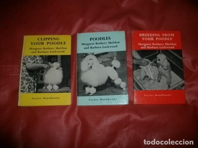 Libros de segunda mano: LOTE DE TRES LIBROS SOBRE EL PERRO DE RAZA CANICHE (EN INGL&Eacute;S) - Foto 1
