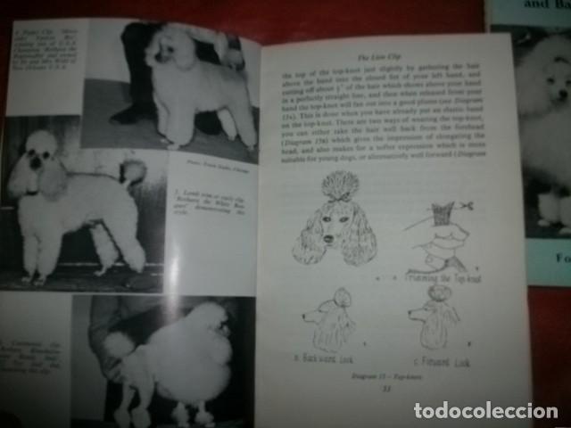 Libros de segunda mano: LOTE DE TRES LIBROS SOBRE EL PERRO DE RAZA CANICHE (EN INGL&Eacute;S) - Foto 2