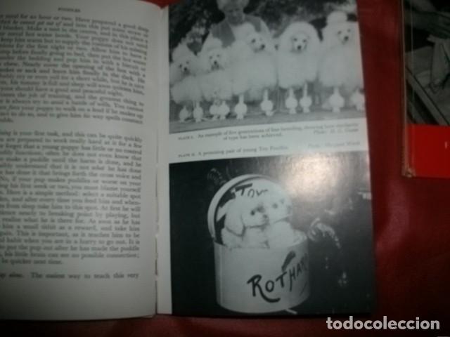 Libros de segunda mano: LOTE DE TRES LIBROS SOBRE EL PERRO DE RAZA CANICHE (EN INGL&Eacute;S) - Foto 3