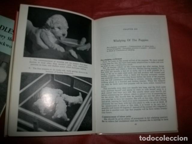 Libros de segunda mano: LOTE DE TRES LIBROS SOBRE EL PERRO DE RAZA CANICHE (EN INGL&Eacute;S) - Foto 4
