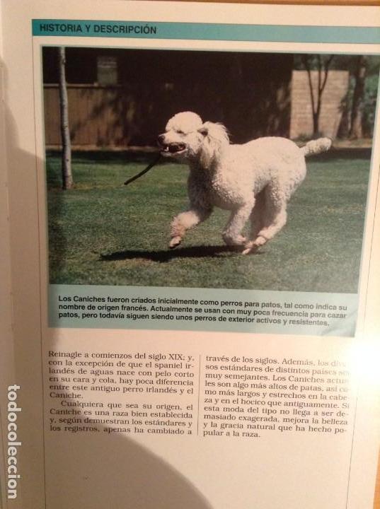 Libros de segunda mano: MANUAL PRACTICO DEL CANICHE (PIERRE DIB) - Foto 6