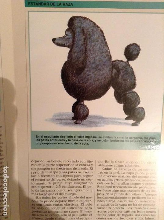 Libros de segunda mano: MANUAL PRACTICO DEL CANICHE (PIERRE DIB) - Foto 7