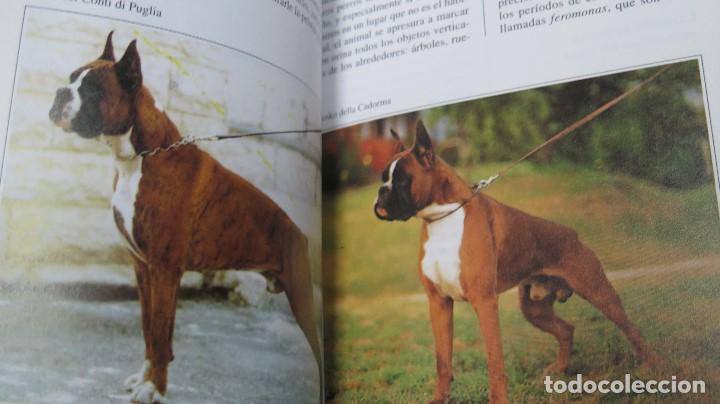 Libros de segunda mano: EL BOXER. BIANCA FROSOLINI - Foto 3