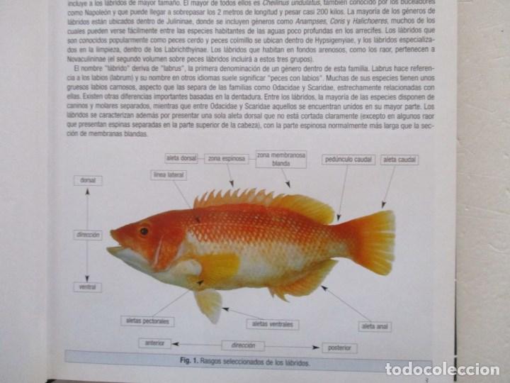 Libros de segunda mano: L&aacute;bridos parte I: L&aacute;bridos Hadas, L&aacute;bridos Arco&iacute;ris y especies emparentadas.   RM86661 - Foto 3