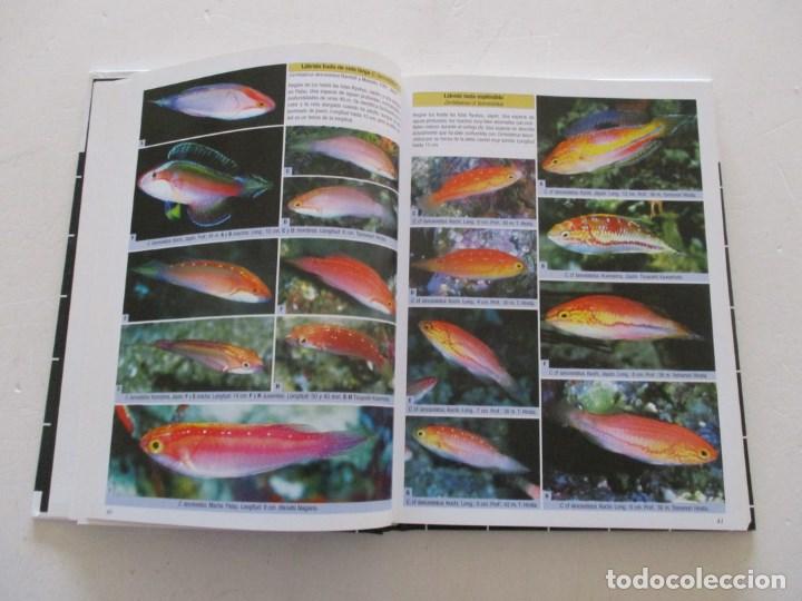 Libros de segunda mano: L&aacute;bridos parte I: L&aacute;bridos Hadas, L&aacute;bridos Arco&iacute;ris y especies emparentadas.   RM86661 - Foto 4