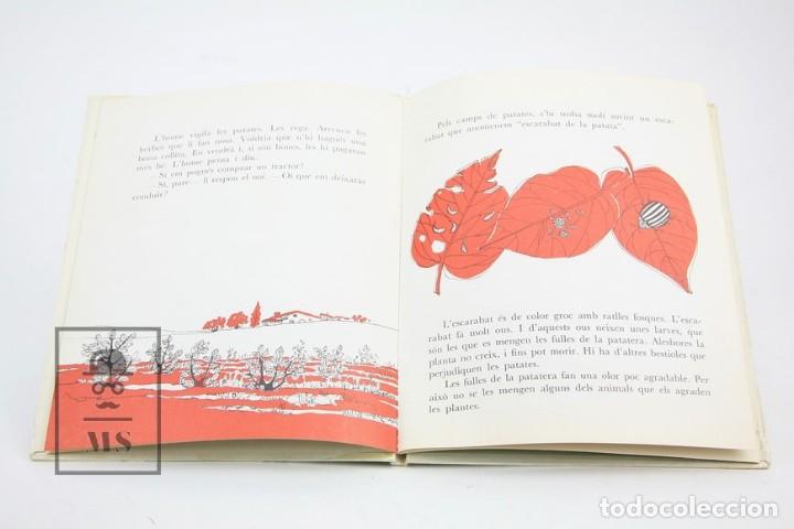 Libros de segunda mano: Libro En Catal&aacute;n - Qu&egrave; S&oacute;n Les Patates / Am&egrave;lia Benet - Ilus. Mar&iacute;a Rius - Edit Teide - Foto 2