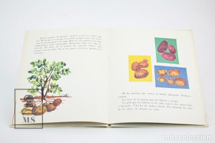 Libros de segunda mano: Libro En Catal&aacute;n - Qu&egrave; S&oacute;n Les Patates / Am&egrave;lia Benet - Ilus. Mar&iacute;a Rius - Edit Teide - Foto 3