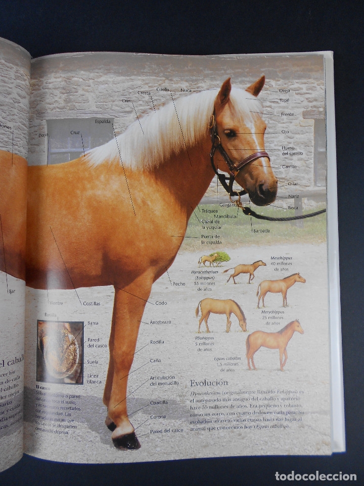 Libros de segunda mano: Caballos y ponis, (Sandy Ransford), Blume 2002 - Foto 6