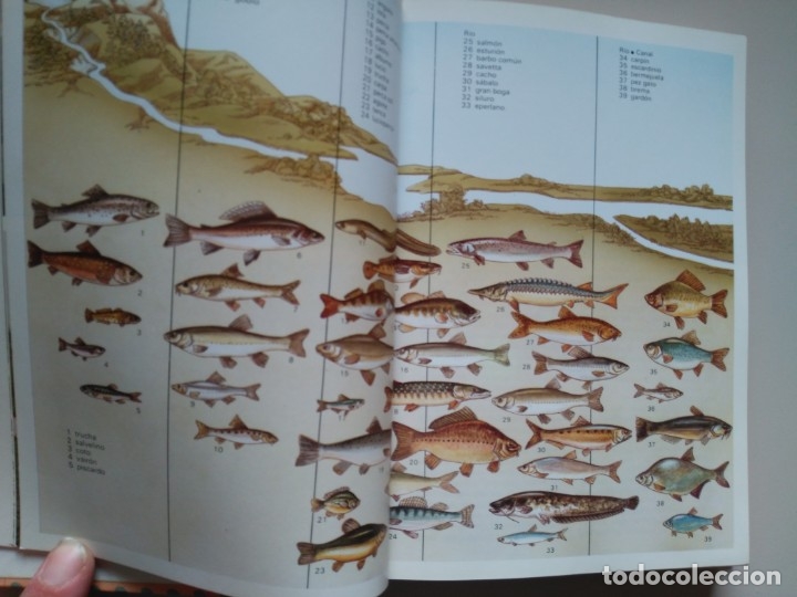Libros de segunda mano: LA PESCA : AMBIENTES, T&Eacute;CNICAS Y APAREJOS - Foto 2