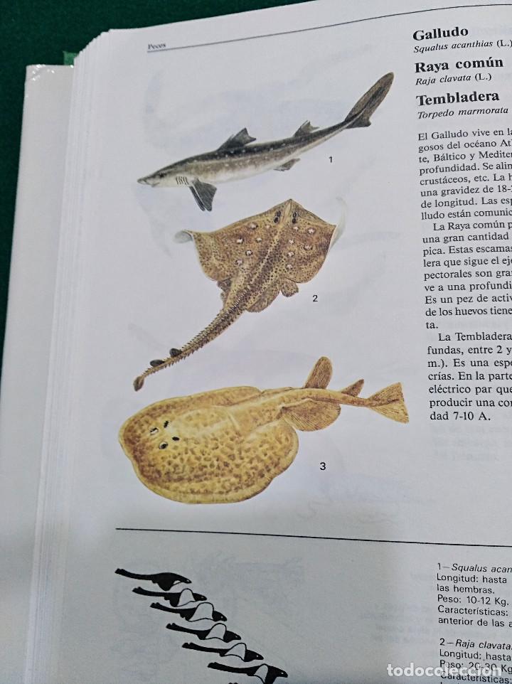 Libros de segunda mano: OCASI&Oacute;N - EL GRAN LIBRO DE LOS ANIMALES - NUEVO - 1982 - Foto 10