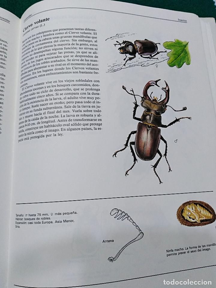 Libros de segunda mano: OCASI&Oacute;N - EL GRAN LIBRO DE LOS ANIMALES - NUEVO - 1982 - Foto 11