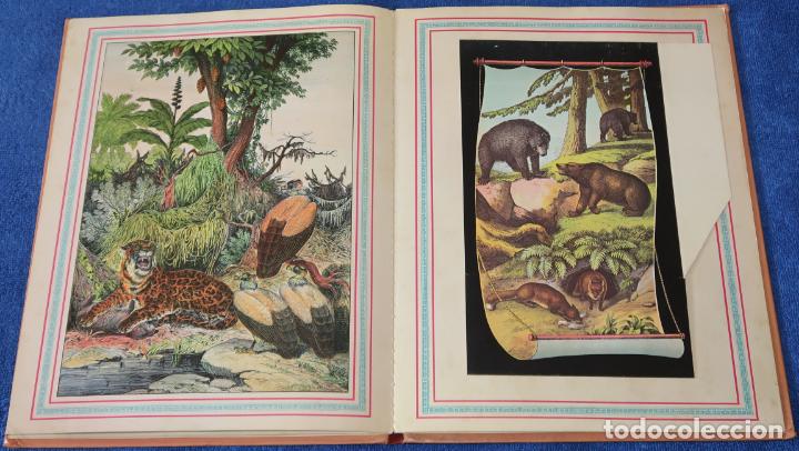 Libros de segunda mano: El gran Zoo - Montena (1981) - Foto 9