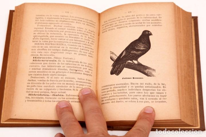 Libros de segunda mano: FRANCISCO DARDER - MANUAL PR&Aacute;CTICO DE VETERINARIA - CONSERVA EL DESPLEGABLE - Foto 4